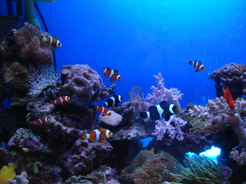 海水魚・サンゴ水槽の写真