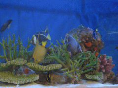 サンゴレプリカ海水魚水槽外観アップ